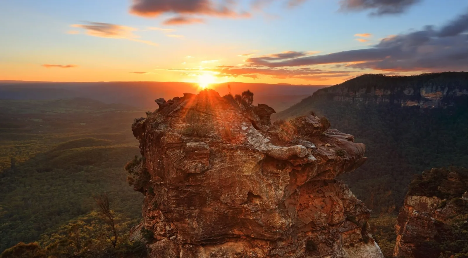 Eastern grey kangaroo grazing on Blue Mountains grassland at sunrise
