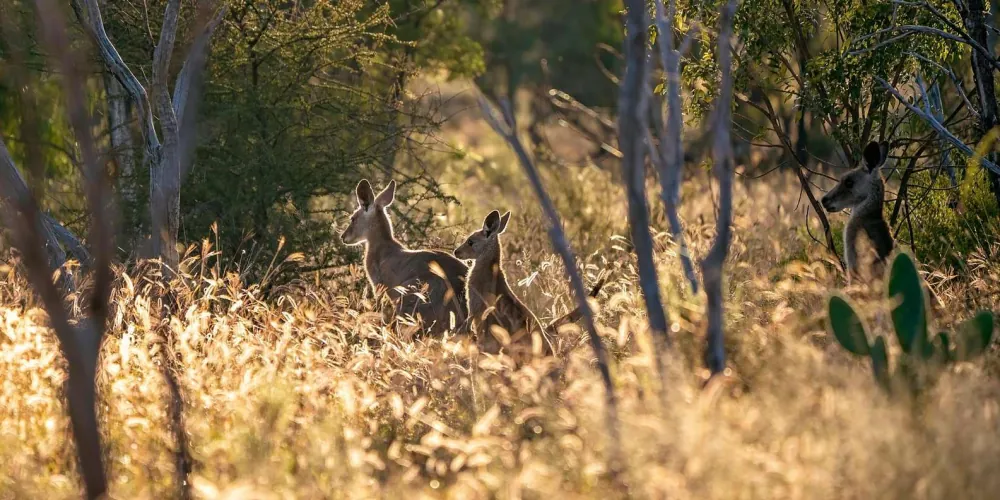Sydney: Blue Mountains Kangaroos, Wilderness and Sunset Tour — photo 2